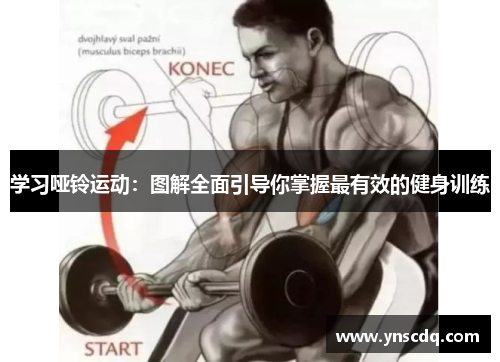 学习哑铃运动：图解全面引导你掌握最有效的健身训练