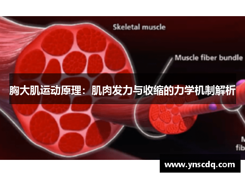 胸大肌运动原理：肌肉发力与收缩的力学机制解析